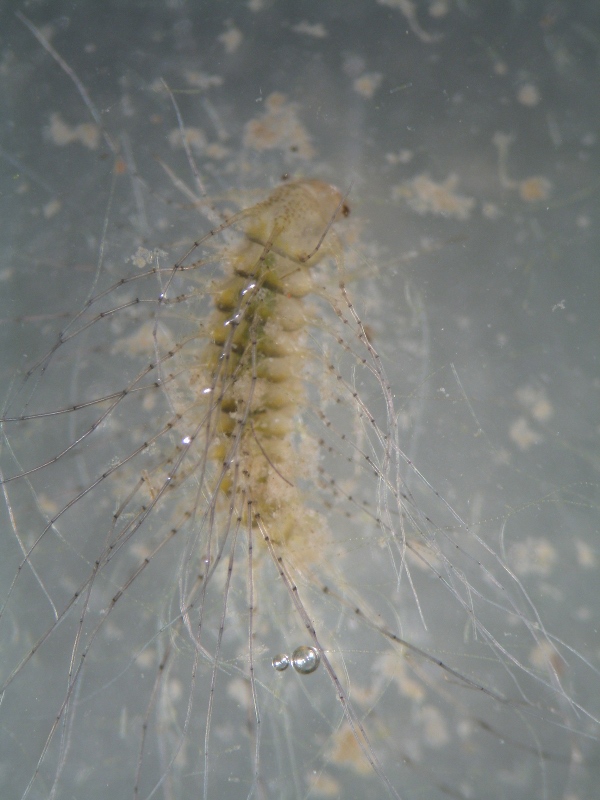 Larva di Haliplidae